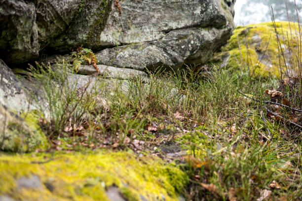 istock berry bushes growing in front of rocks 1336361437