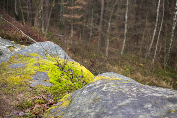 istock view from a hill on a forest during fall season 1336361518