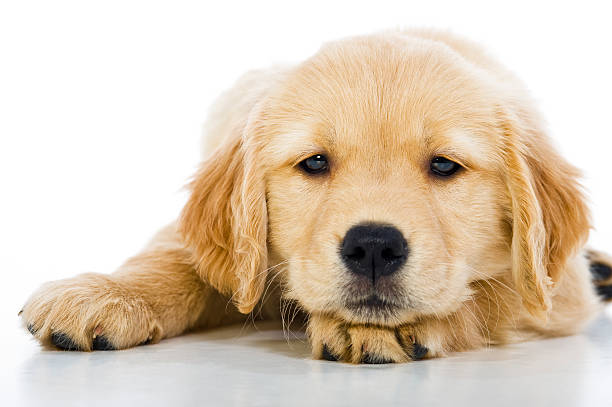 refrigeração golden retriever pupppy - dog golden retriever lying down isolated imagens e fotografias de stock