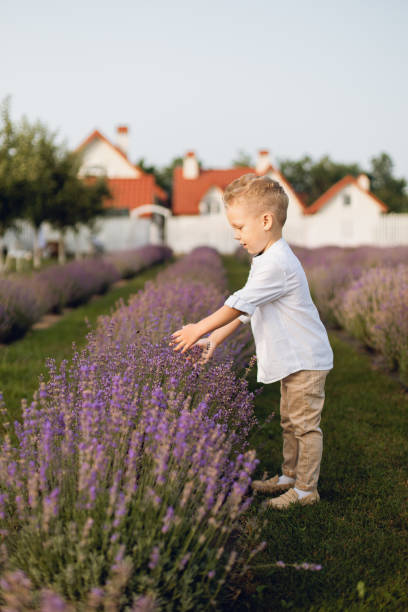 istock A cute boy admiring lavender in the field 1336366562