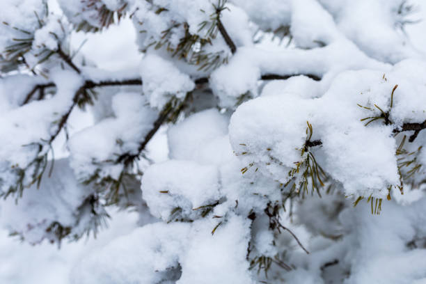 istock Abstract symbolic winter background with snow with copy space for text, selective focus 1336369433
