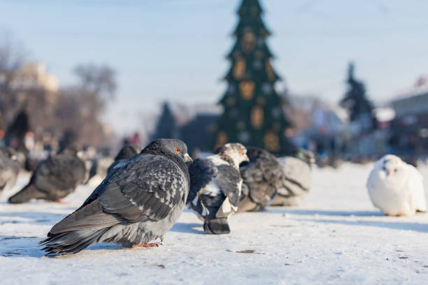 Hungry birds in winter time. Background with place for text or inscription