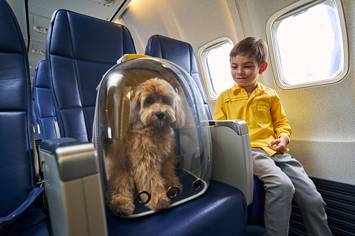 Smiling cute dark-haired boy looking at his poodle placed in a transparent pet carrier backpack