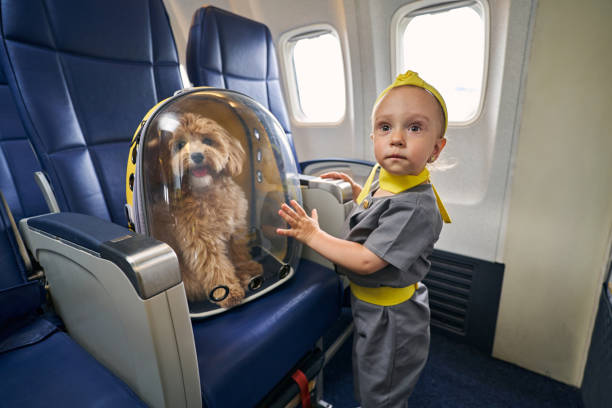 istock Cute young passenger and her dog aboard the aircraft 1336369888