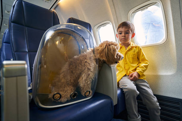 istock Calm child and his poodle aboard the aircraft 1336369889