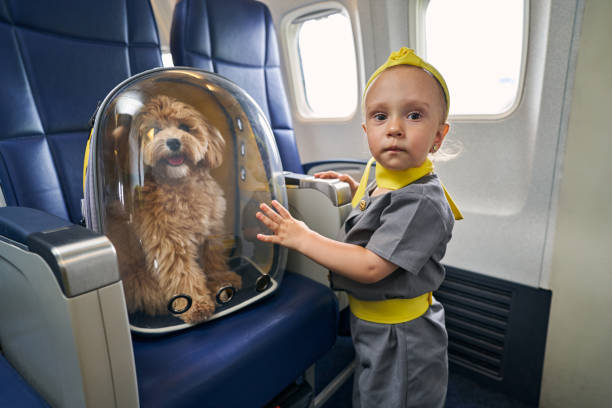 istock Female child and her poodle aboard the plane 1336369895