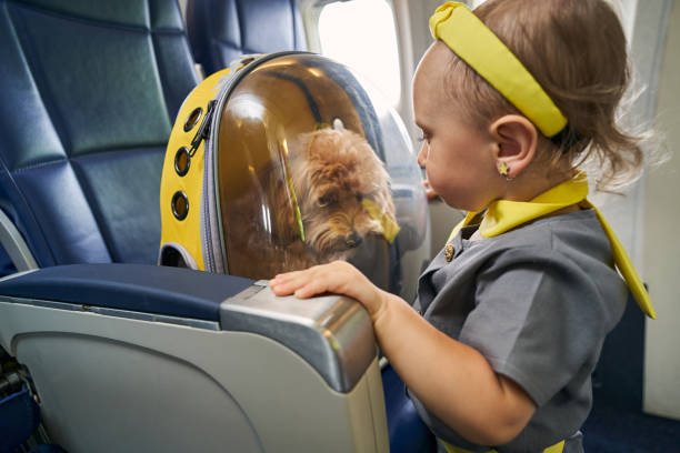 istock Young female passenger and her sad poodle aboard the airliner 1336369902