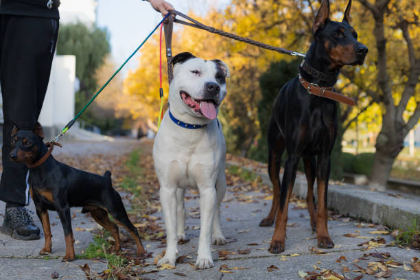 Dogs on a leash. Selective focus with blurred background. Dogs on a leash. Selective focus with blurred background. Shallow depth of field. dog aggression education friendship stock pictures, royalty-free photos & images