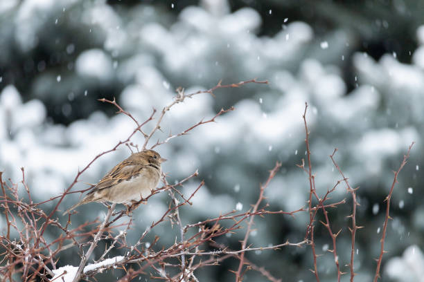 istock Hungry birds in winter time. Background with place for text 1336371157