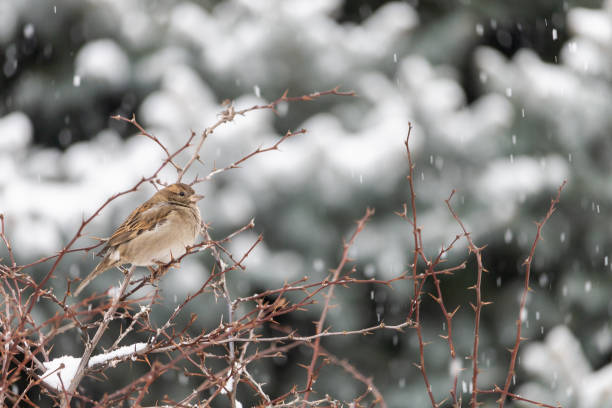 istock Hungry birds in winter time. Background with place for text 1336371703