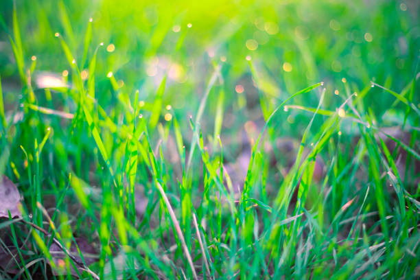 Green vegetative background. Grass with dew drops and bokeh at sunrise in summer. Soft blurred focus.