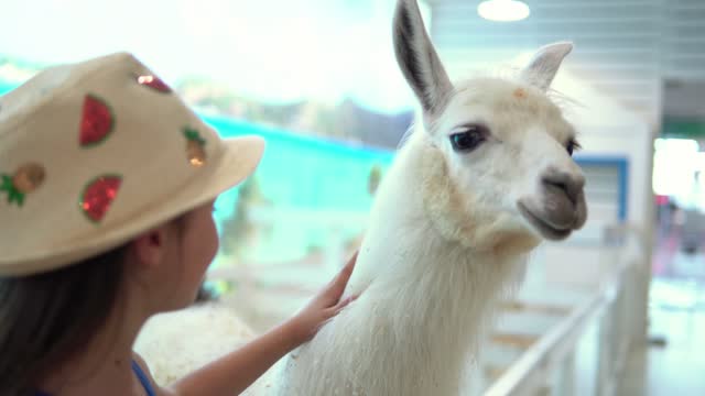 Girl strokes nice white llama in face. Cute Little Children Watching Animal Have Fun Spend Time on Contact Zoo. Happy Family Travel to Visit Feeding Wild and Domestic Pets at Home Farm. Nature concept