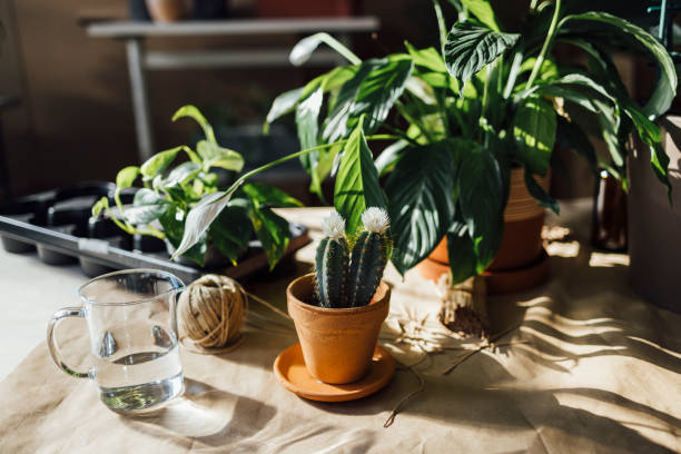 istock Various Flowers and Plants on a Table at Home 1336373003