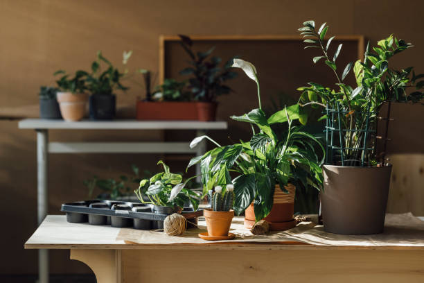 istock Beautiful Small Business Workshop with Various Flowers and Plants 1336373005