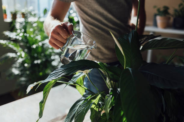 istock An Anonymous Gardener Watering his Home Plants from a Watering Can 1336373011
