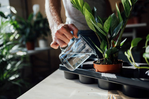 istock An Anonymous Gardener Watering his Home Plants from a Watering Can 1336373029