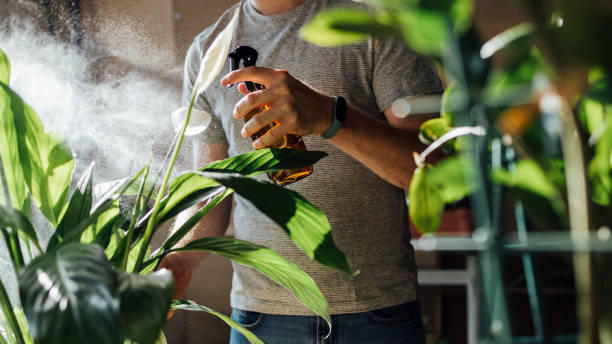 Unrecognizable Gardener Sprinkling Houseplants at Home An anonymous ginger man sprinkling plants with a sprinkler at his flower shop green fingers stock pictures, royalty-free photos & images