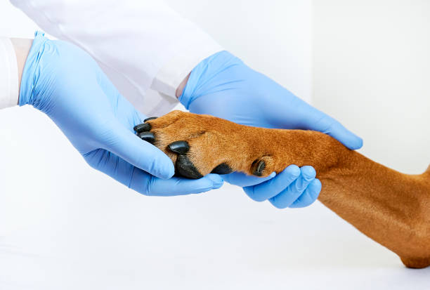 Close-up veterinarian hands in medical gloves holding dog's paw Pet health concept stock photo