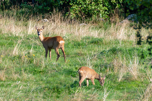 Roe deer, capreolus capreolus, and common pheasant, phasianus colchicus, standing on field in autumn. Doe and wild bird looking on dry grassland. Female mammal observing on glade with hen in background.