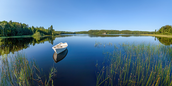 Single birch tree on island in bog, popular tourist destination, Chalupska slat, Sumava Mountains, Czech Republic