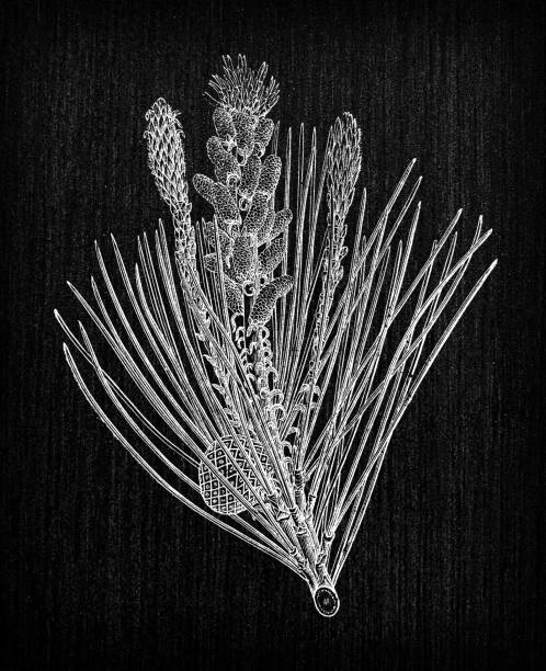 illustrazioni stock, clip art, cartoni animati e icone di tendenza di botanica piante antica illustrazione incisione: pinus pinea (pino cembro) - pino domestico