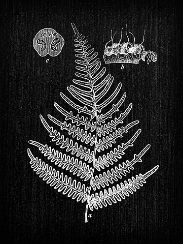 Botany plants antique engraving illustration: Pteridium aquilinum (bracken, brake or common bracken)