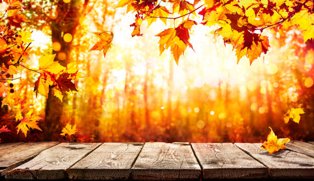 istock Autumn Table - Yellow Leaves And Forest Background 1336377615