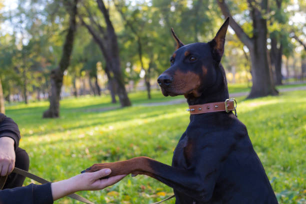 Doberman dog. Selective focus with blurred background. Doberman dog. Selective focus with blurred background. Shallow depth of field. dog aggression education friendship stock pictures, royalty-free photos & images