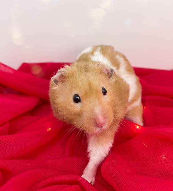 istock Cute Syrian Hamster on Soft Red Fabric 1336379439