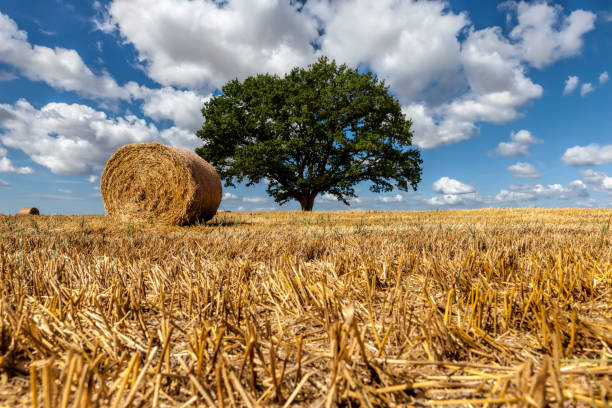 Summer landscape with meadows