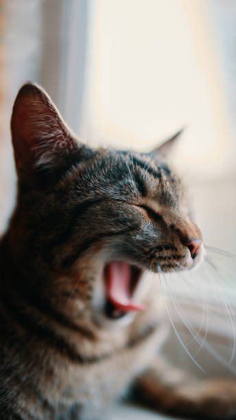 istock Tabby pussycat yawns. 1336382131
