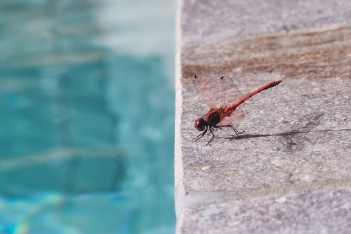 Close up of red dragonfly perched on the border of a swimming pool