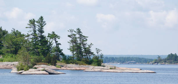 istock Windswept Pine Trees on Georgian Bay Island 1336383190