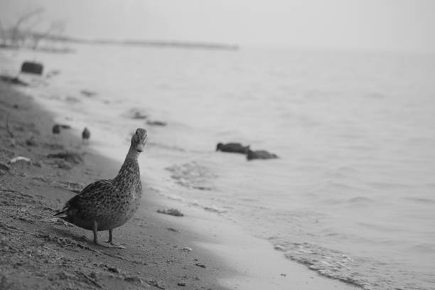 A duck on the shore looking at the camera