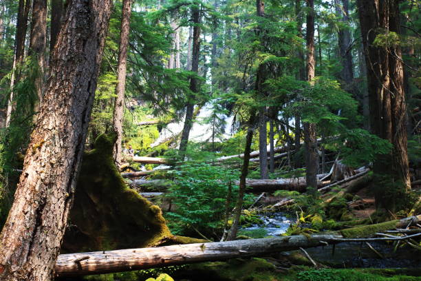 Woodland trail showing waterfall through thick forest