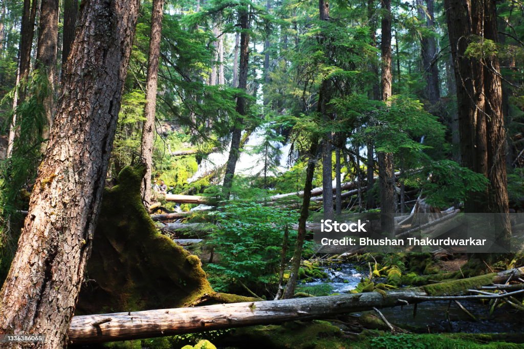 Woodland trail showing waterfall through thick forest Woodland trail showing waterfall through thick forest of Pacific Northwest Oregon - US State Stock Photo