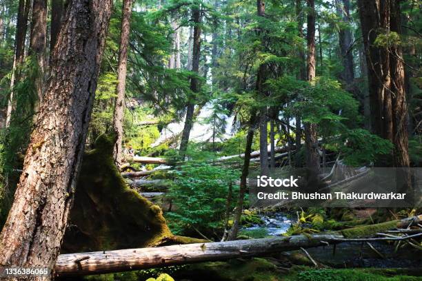 Woodland Trail Showing Waterfall Through Thick Forest Stock Photo - Download Image Now