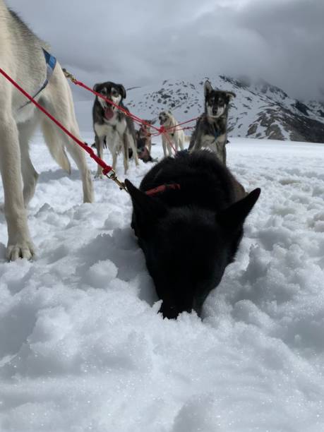 istock Sled dog loving the snow 1336386122