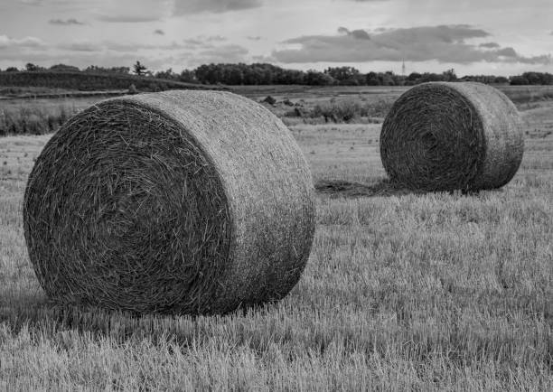 istock The Farm Fields and The Bales 1336386236