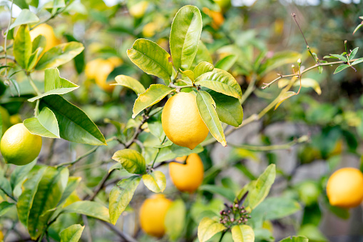 Close up of lemons on a tree growing in a domestic garden. The tree has many lemons on it and the leaves are yellowing. It is late wintertime.