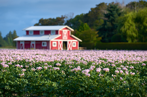 Flowering potato plants in front of a red barn.