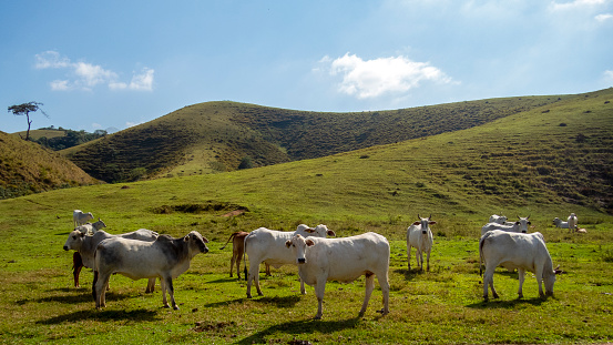 Herd of Nelore cattle being bred for fattening. Brazil's livestock and economy.