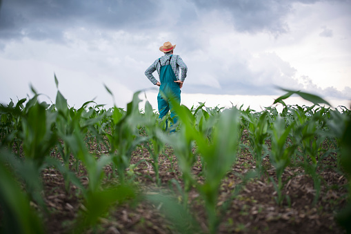 Rear view of senior farmer standing with arms on his waist looking up at the cloudy skies in his agriculture corn fields