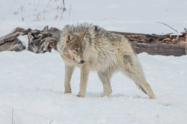 istock Wapiti Grey (gray) Wolf pack canine in Yellowstone National Park 1336392080