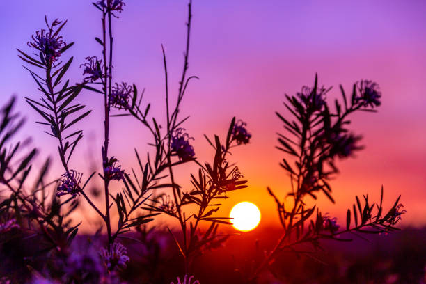 istock Sunset on the hill with plants in the foreground. 1336392352