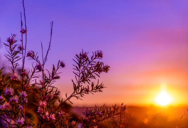 Sunset on the hill with plants in the foreground.