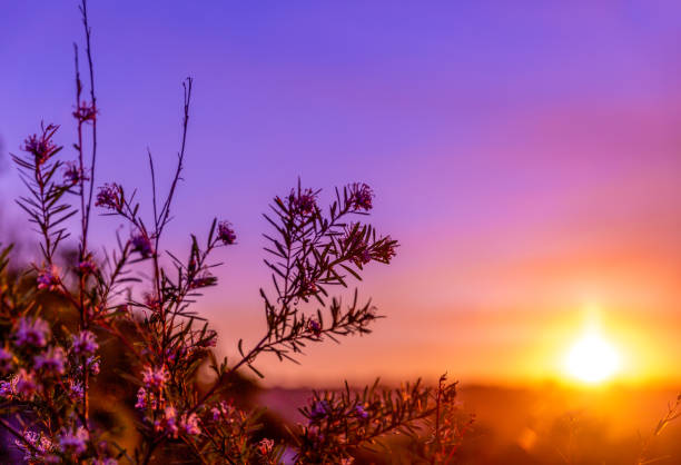 Sunset on the hill with plants in the foreground. Sunset on the hill with purple sky and orange sun flare. sydney sunset stock pictures, royalty-free photos & images