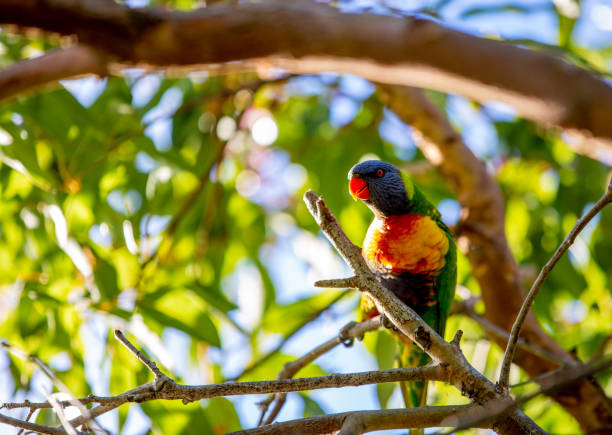 istock A Rainbow lorikeet sitting on a tree branch in autumn. 1336392893