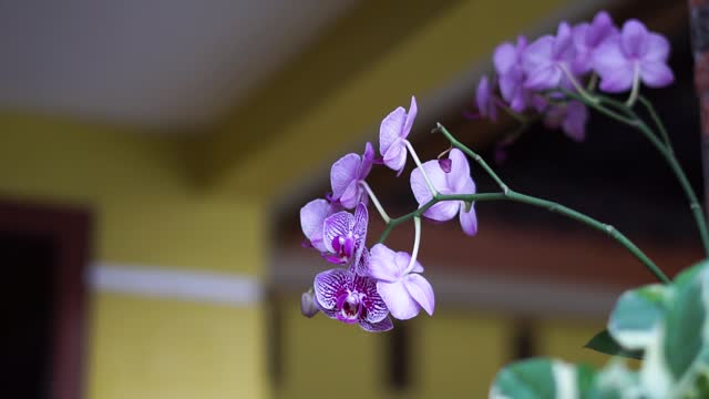 Moth Orchid Blooms-Phalaenopsis