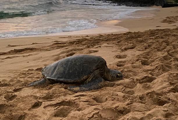 istock Green Sea Turtle Basking on the Beach 1336393056